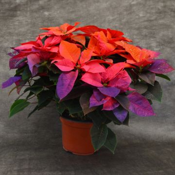 Holiday Sunrise Painted Poinsettia, Bare Pot