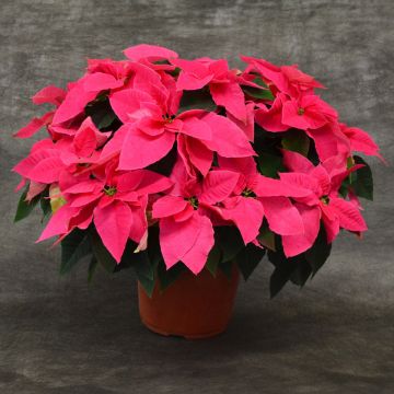 Queen Pink Princettia®, Bare Pot