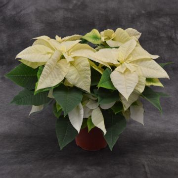 White Poinsettia, Bare Pot