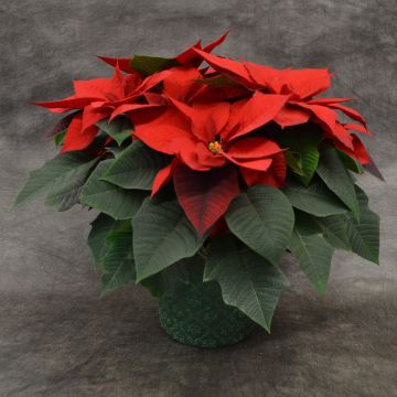 Red Poinsettia, Premium Cover