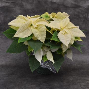 White Poinsettia, Premium Cover