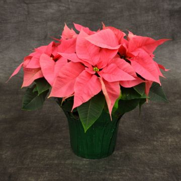 Pink Poinsettia, Foil Cover