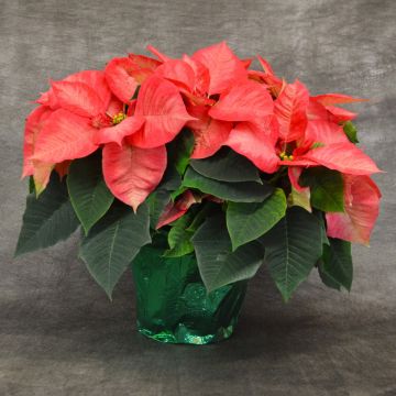 Ice Crystals Poinsettia, Foil Cover