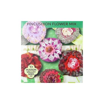 Scabiosa, Pincushion Flower Mix ~ 50 seeds