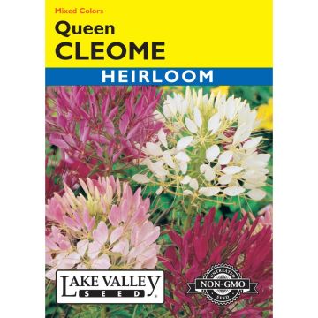 Cleome, Spider Flower Mix 'Queen' Heirloom