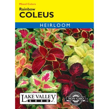 Coleus 'Rainbow' Mixed Colors