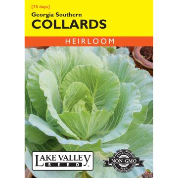 Brassica, Collards 'Georgia Southern' Heirloom