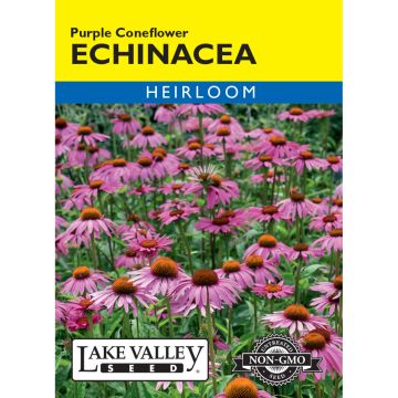 Echinacea, Purple Coneflower