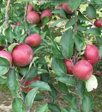 Malus, Fruiting Apple 'Winecrisp™'