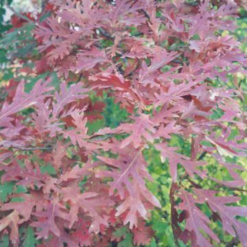 Quercus, White Oak (Large Sizes)