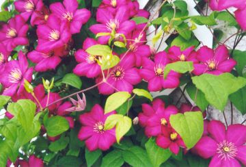 Clematis, 'Ville de Lyon'