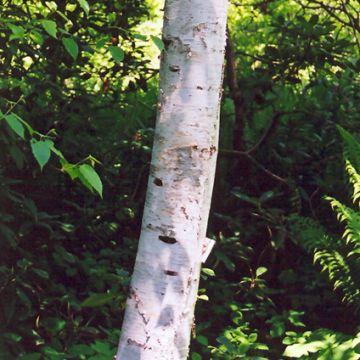 Betula, Gray Birch 'Whitespire'