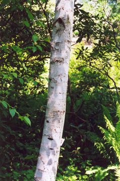 Betula, Gray Birch 'Whitespire'