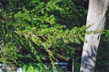 Tsuga, Canadian Hemlock