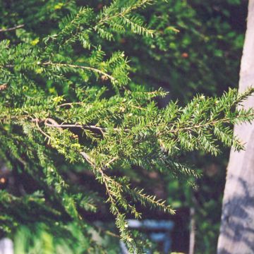 Tsuga, Canadian Hemlock (Large Sizes)