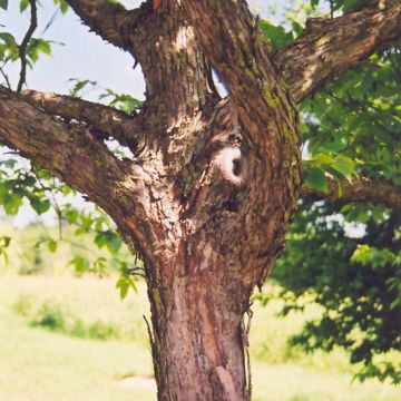 Ostrya, Ironwood 'American Hophornbeam' (Large Sizes)