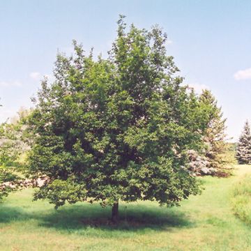 Ostrya, Ironwood 'American Hophornbeam'