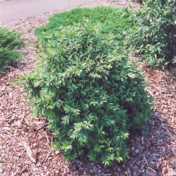 Ligustrum, Privet 'Lodense'