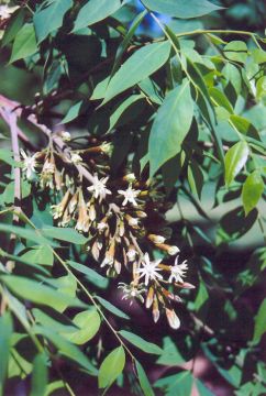 Gymnocladus, Kentucky Coffeetree