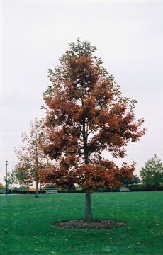 Quercus, Swamp White Oak