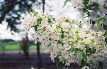 Malus, Flowering Crabapple 'Snowdrift'