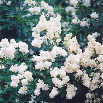 Ligustrum, Privet 'Cheyenne'