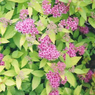 Spiraea, Japanese Spirea 'Dakota Goldcharm®'
