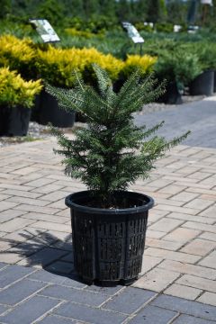 Abies, Balsam Fir