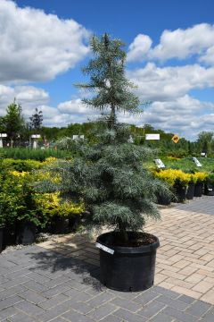 Abies, White Fir