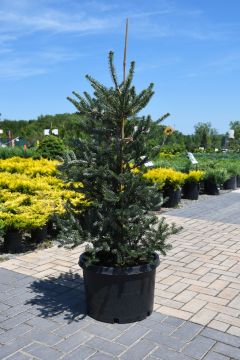 Abies, Korean Fir 'Horstmann’s Silberlocke'