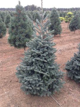 Abies, Balsam Fir 'Tyler Blue'