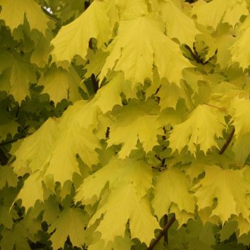 Acer, Norway Maple 'Princeton Gold®' (Large Sizes)