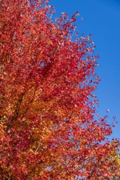 Acer, Freeman Maple 'First Editions® Matador™'
