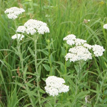 Achillea, Yarrow, 6 pack