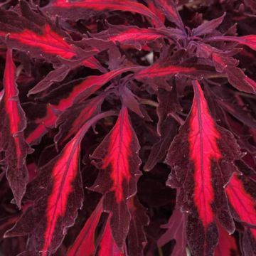 Coleus, FlameThrower™ 'Adobo Pink'