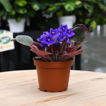 4" Pot