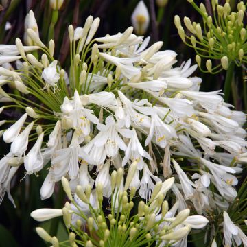 Agapanthus, African Lily 'Bridal Veil®'