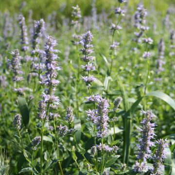 Agastache, Fragrant Giant Hyssop, 6 pack