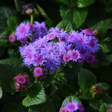 Ageratum, Flossflower Aguilera™ Sky Blue 