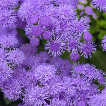 Ageratum, Flossflower 'Monarch Magic'