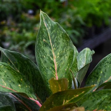 Aglaonema, Chinese Evergreen 'Amelia Lane'
