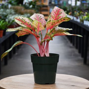 Aglaonema, Chinese Evergreen 'Crosby's Christmas'