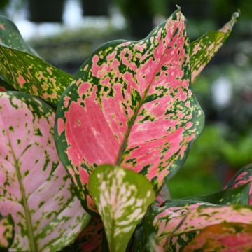 Aglaonema, Chinese Evergreen 'Ruby Ray'