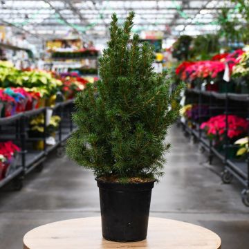 Picea, Spruce 'Alberta'