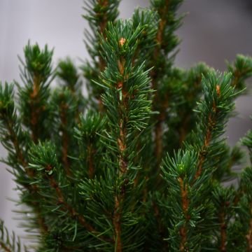 Picea, Spruce 'Alberta'