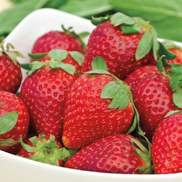 Fragaria, Everbearing Strawberry 'Albion'