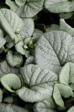 Brunnera, False Forget-Me-Not 'Alexandria'