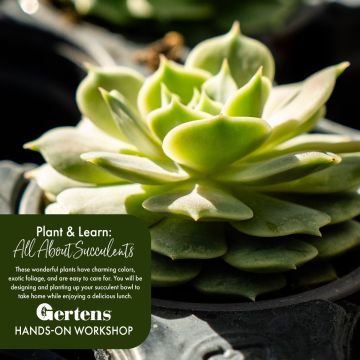 All About Succulents | Saturday February 7th at 12pm