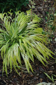 Hakonechloa, Japanese Forest Grass 'All Gold'