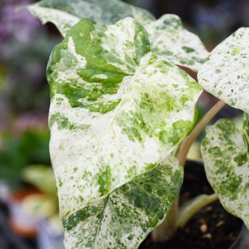 Alocasia, Elephant Ear 'Blizzard'